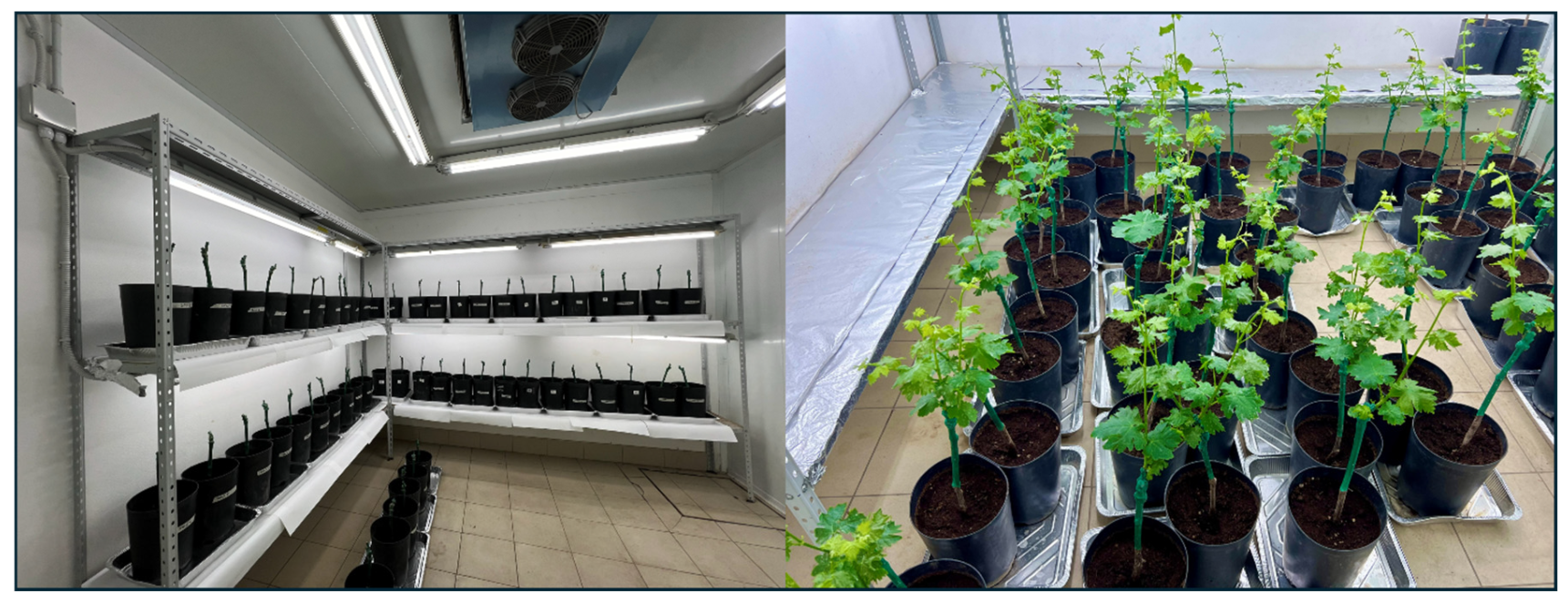 Agronomy 16 00696 g001 Agronomy 16 00696 g001