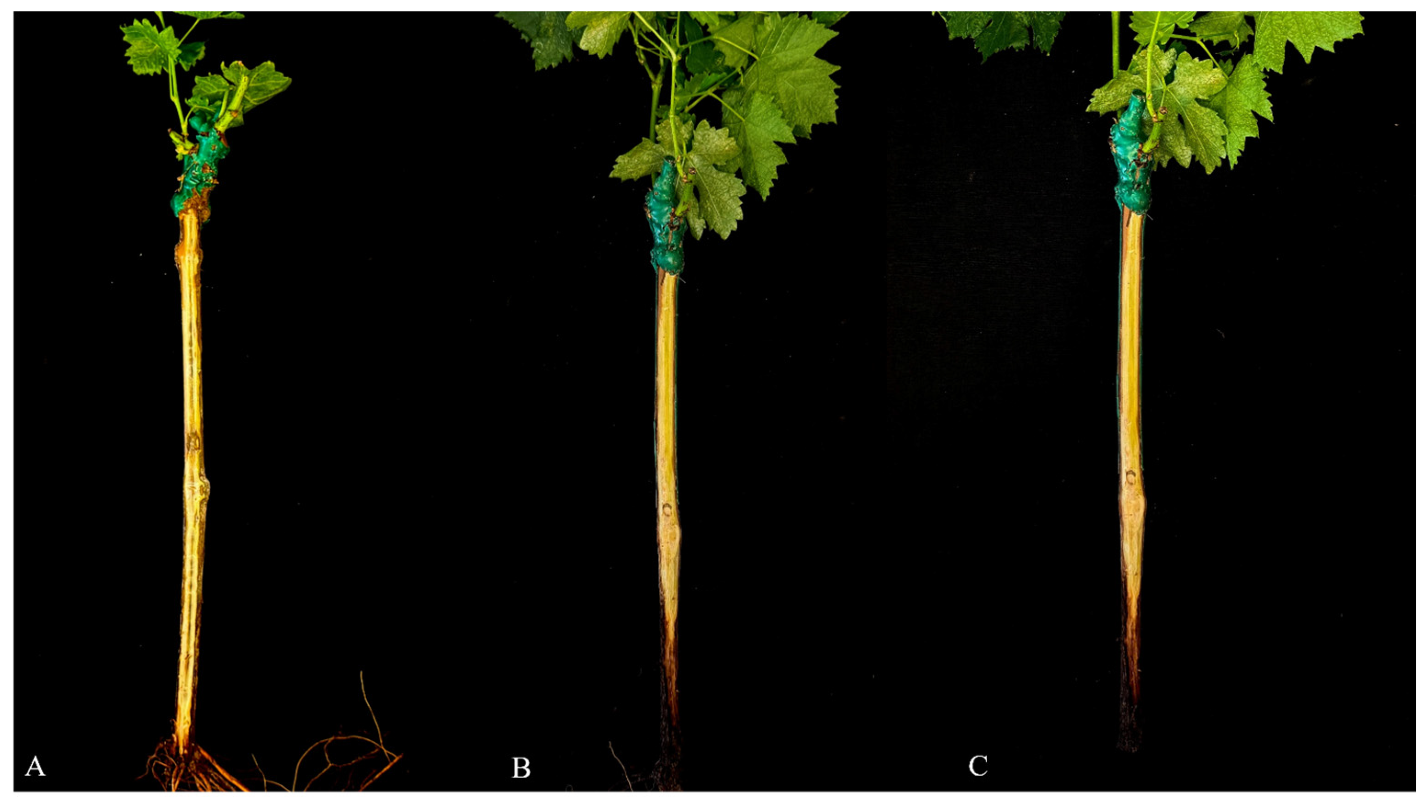 Agronomy 16 00696 g009 Agronomy 16 00696 g009