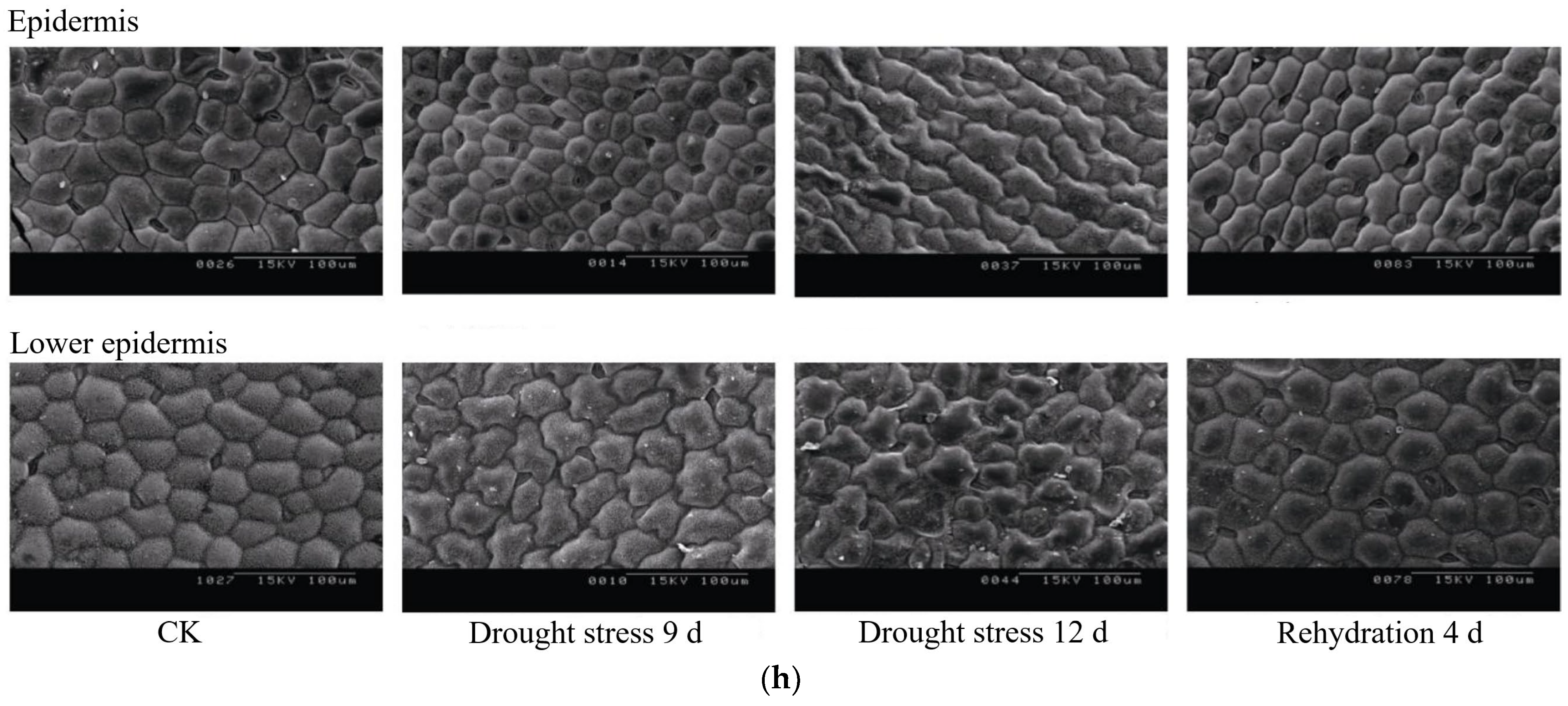 Agronomy 16 00707 g001b Agronomy 16 00707 g001b