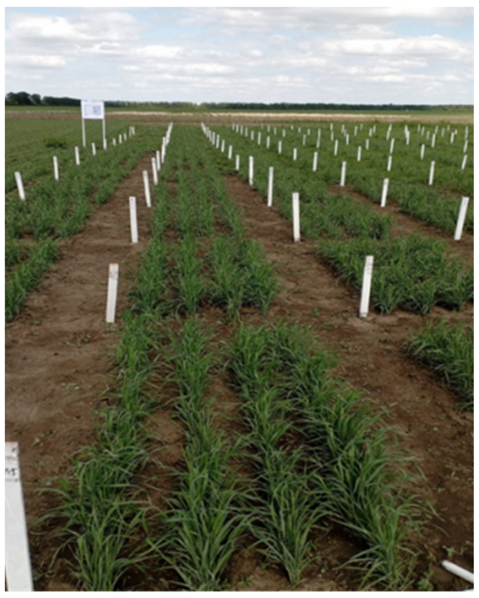 Agronomy 16 00742 g001 Agronomy 16 00742 g001