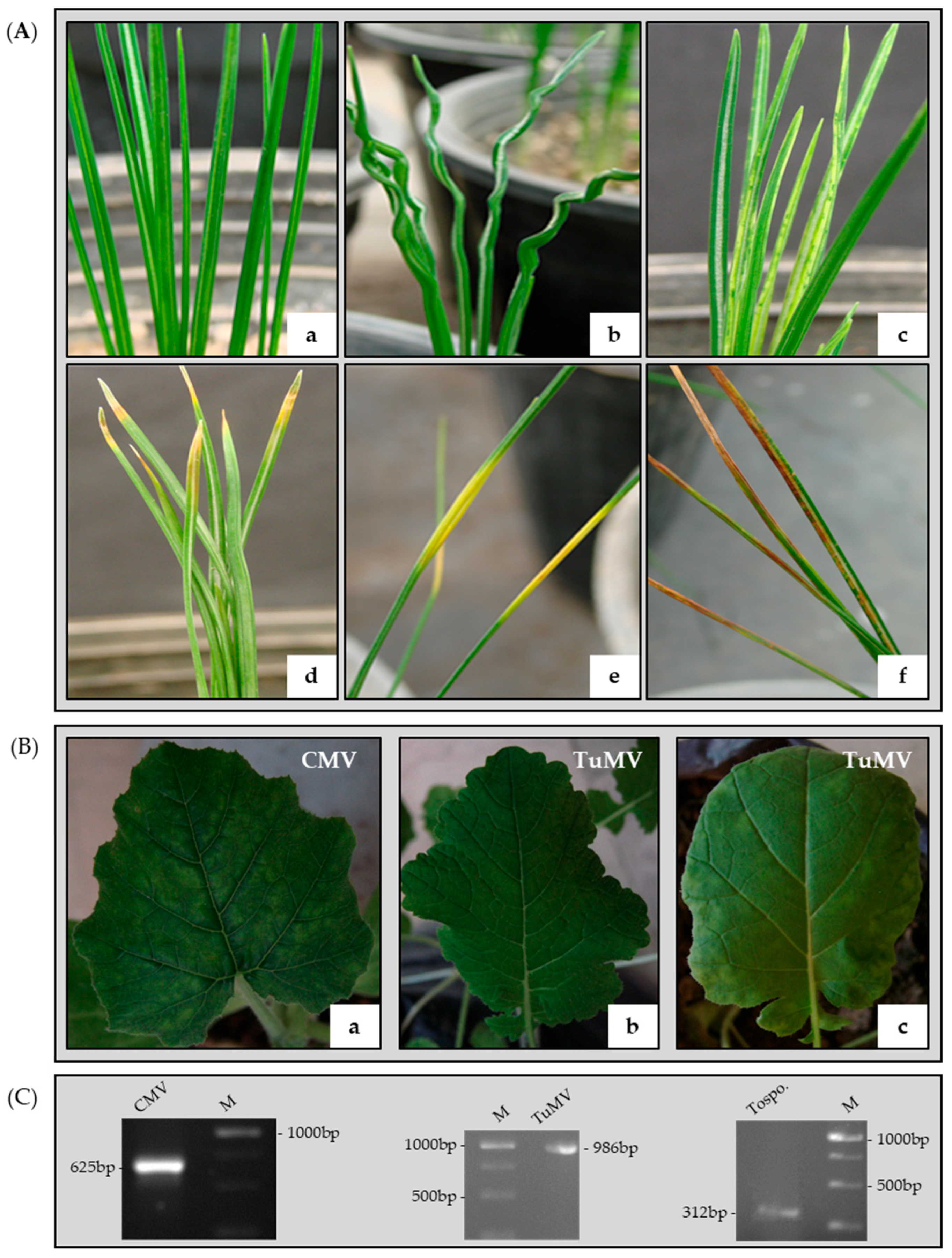 Agronomy 16 00803 g001 Agronomy 16 00803 g001