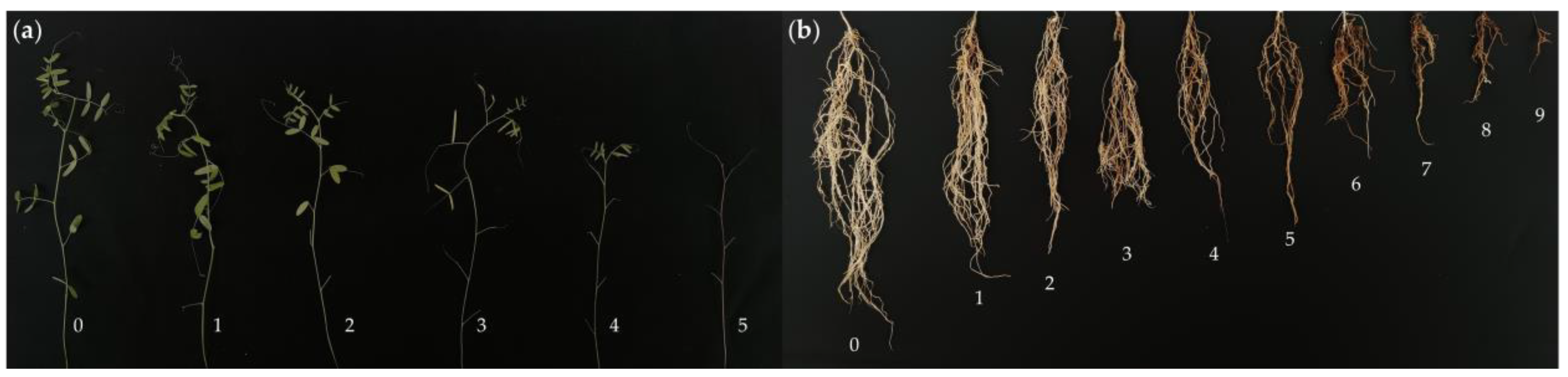 Agronomy 16 00823 g001