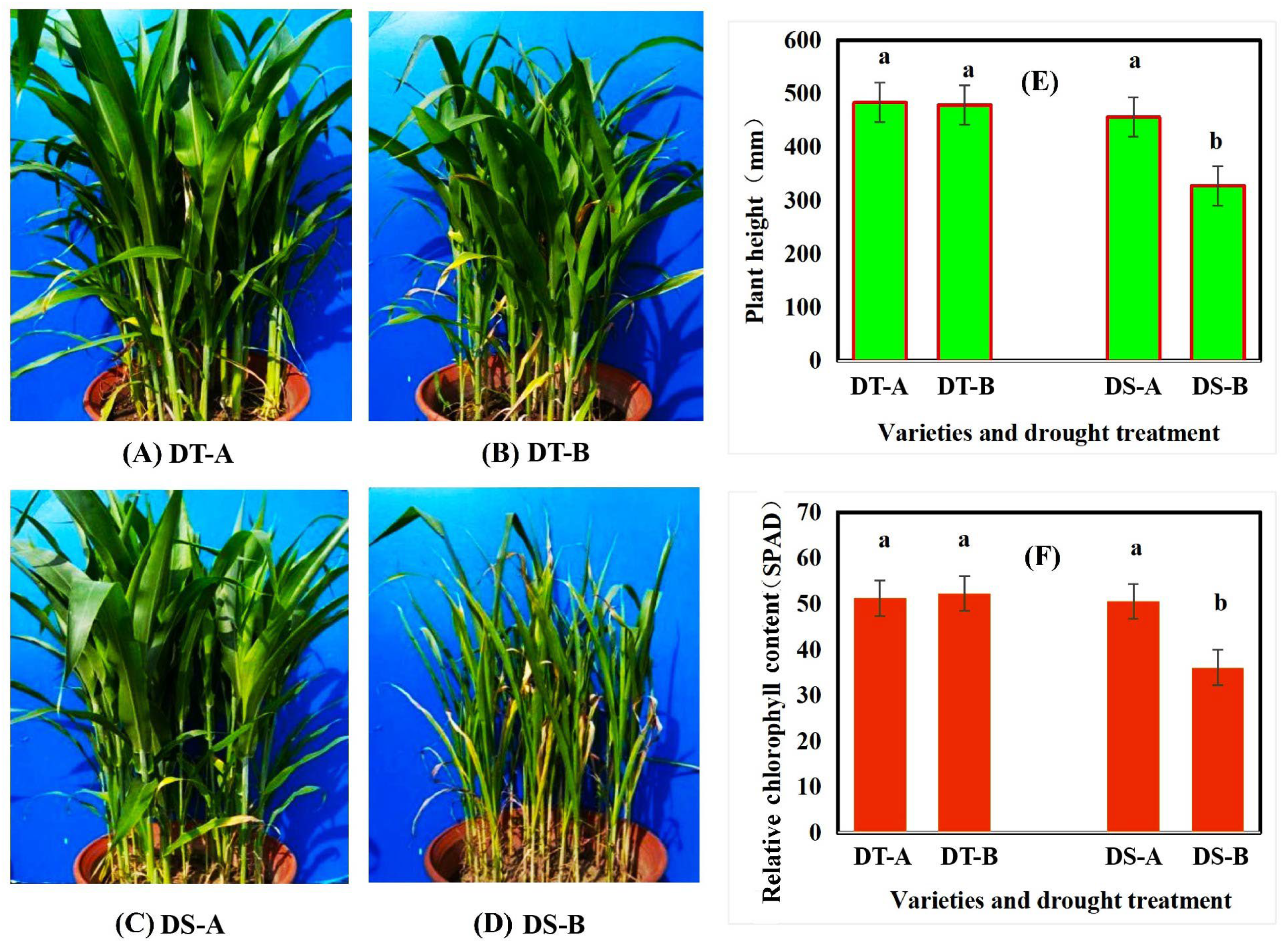 Agronomy 16 00849 g001 Agronomy 16 00849 g001