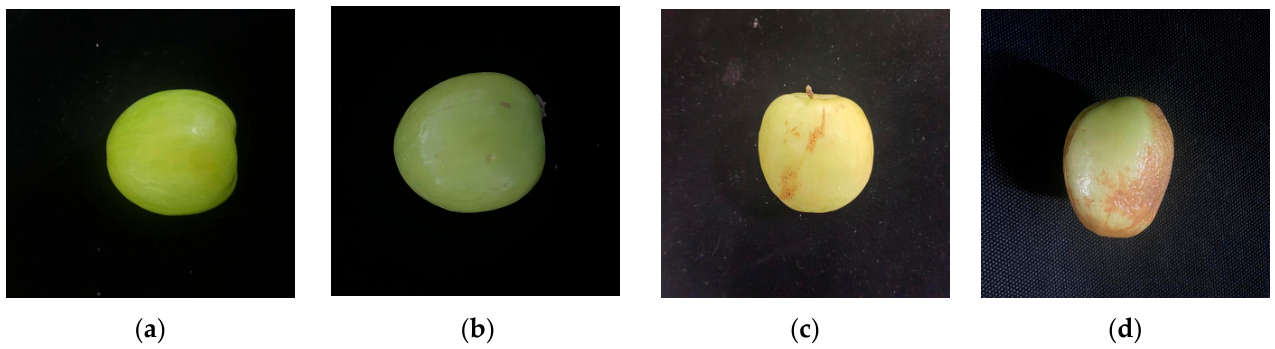 Agronomy 16 00982 g003 Agronomy 16 00982 g003