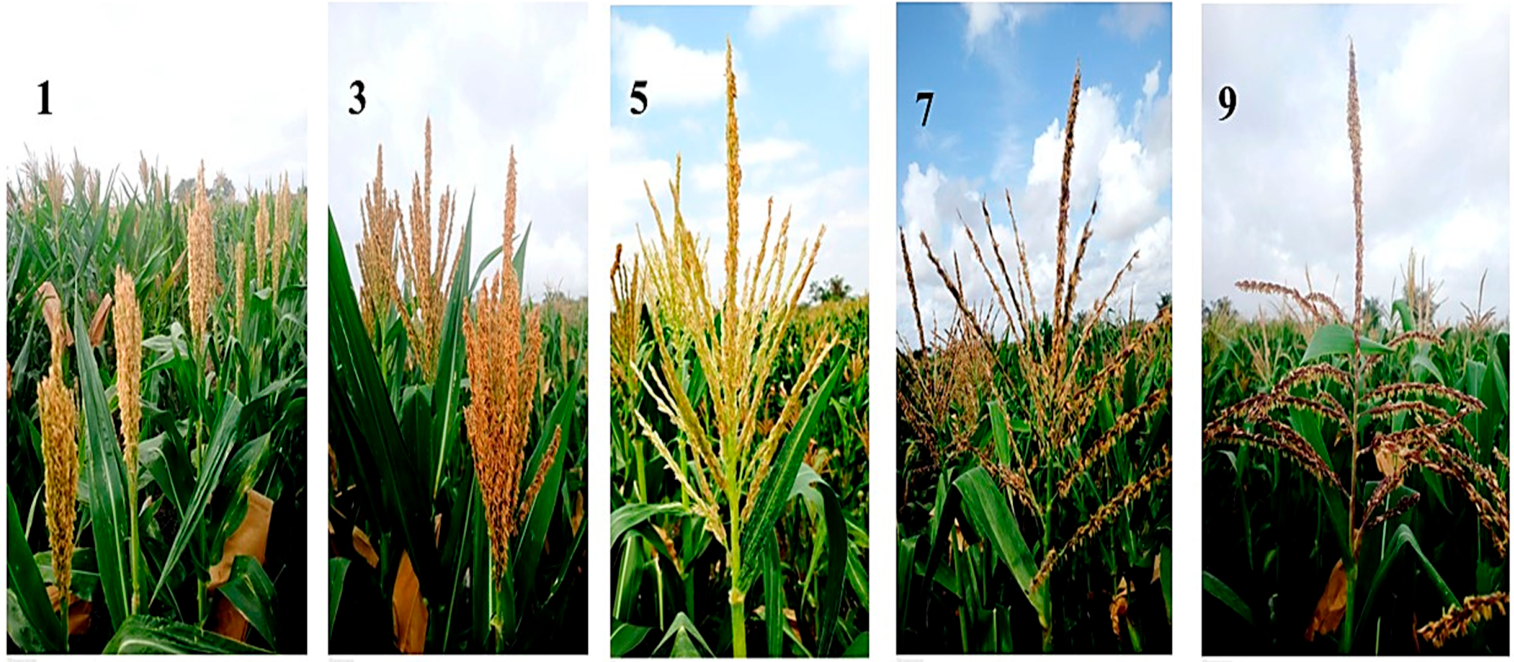 Agronomy 16 00984 g002 Agronomy 16 00984 g002