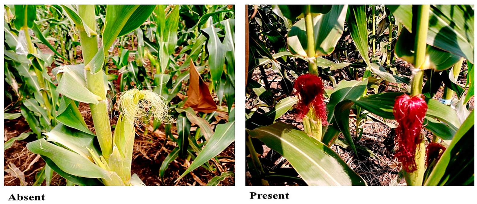 Agronomy 16 00984 g003 Agronomy 16 00984 g003
