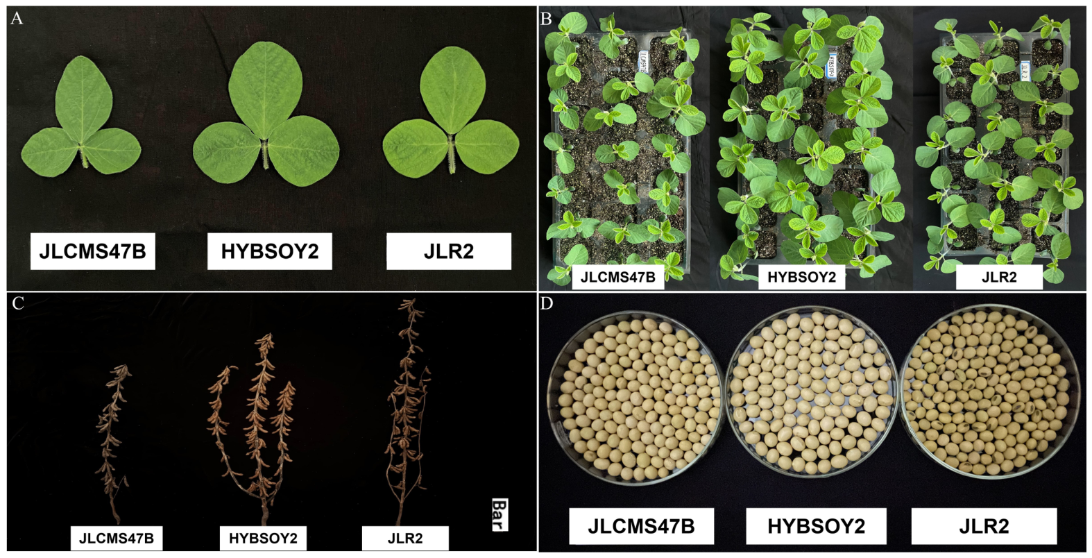 Agronomy 16 01016 g001