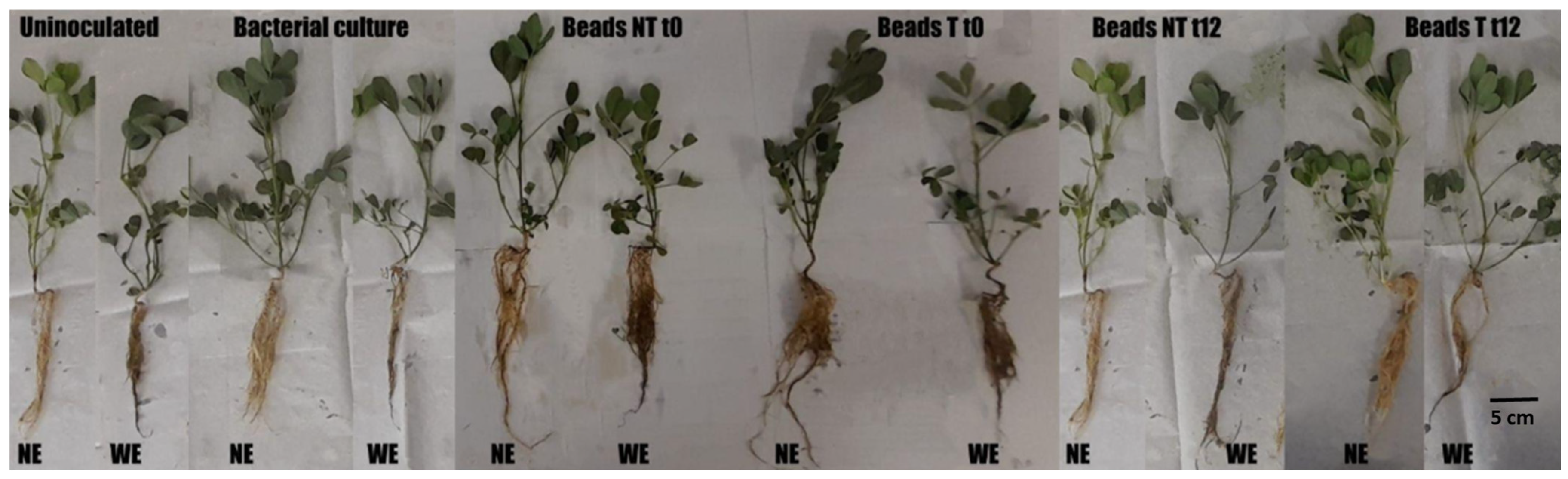 Agronomy 16 01056 g002 Agronomy 16 01056 g002