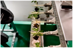 Agronomy 16 01194 i005 Agronomy 16 01194 i005