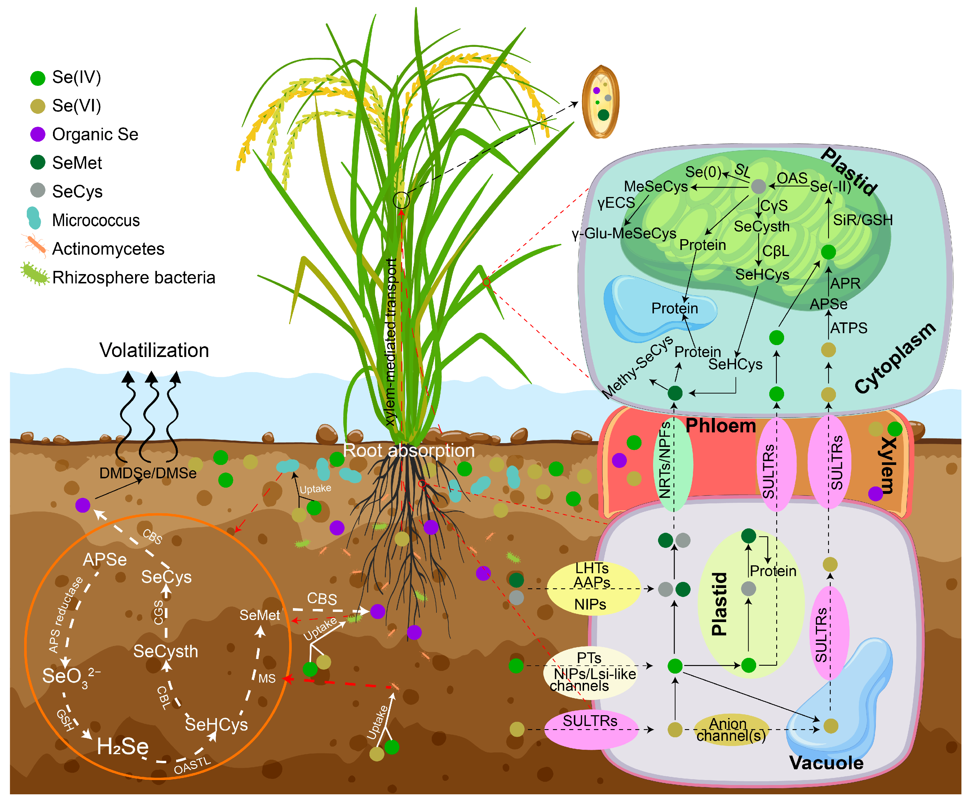 Agronomy 16 01204 g001 Agronomy 16 01204 g001
