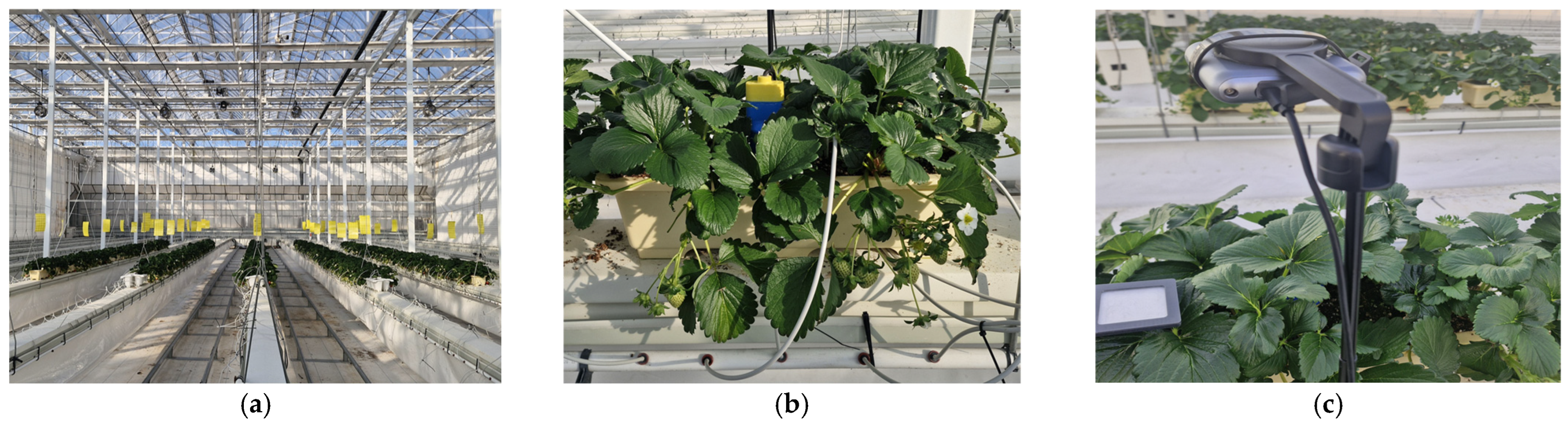 Agronomy 16 01287 g002 Agronomy 16 01287 g002