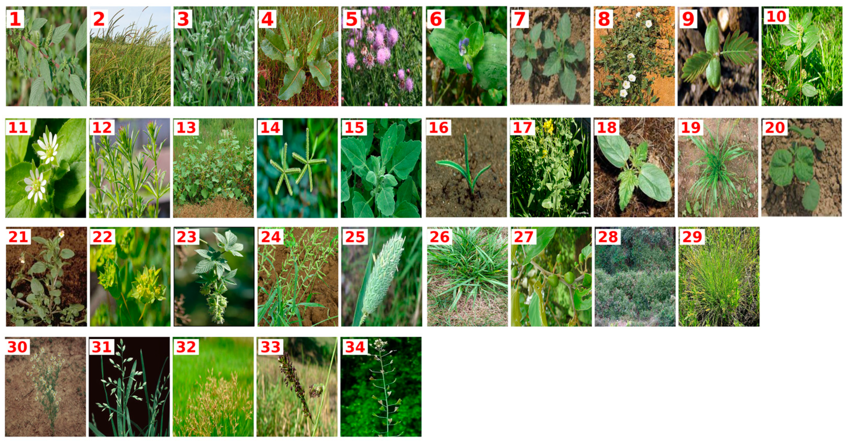 Agronomy 16 01291 g001 Agronomy 16 01291 g001