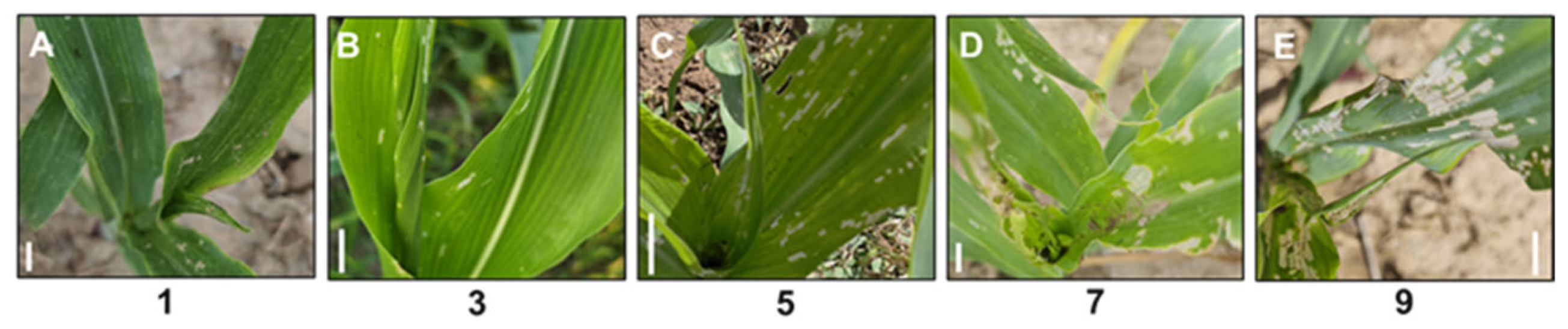 Agronomy 16 01683 g001 Agronomy 16 01683 g001