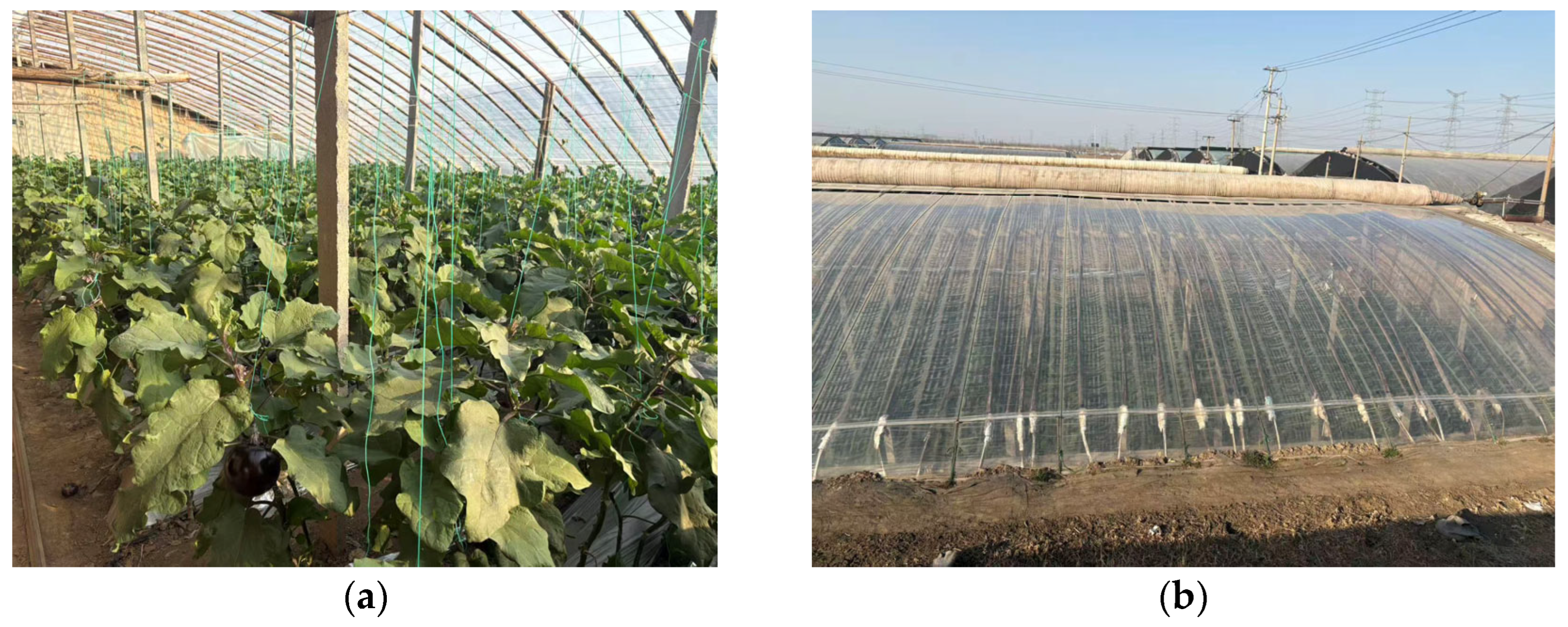 Agronomy 16 01764 g001 Agronomy 16 01764 g001