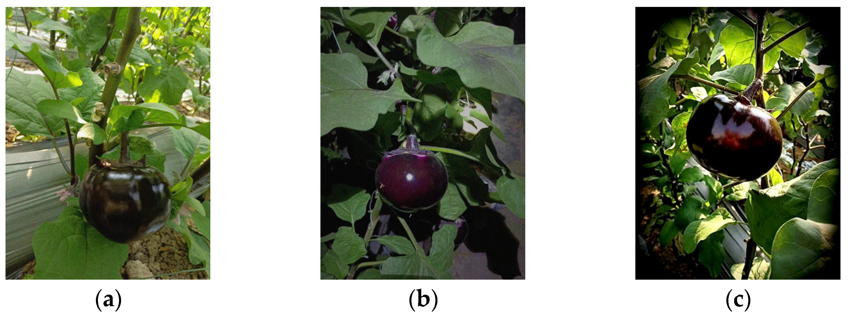 Agronomy 16 01764 g002a Agronomy 16 01764 g002a