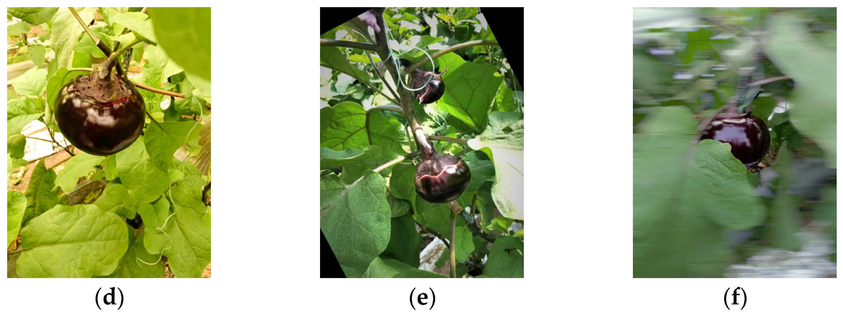 Agronomy 16 01764 g002b Agronomy 16 01764 g002b