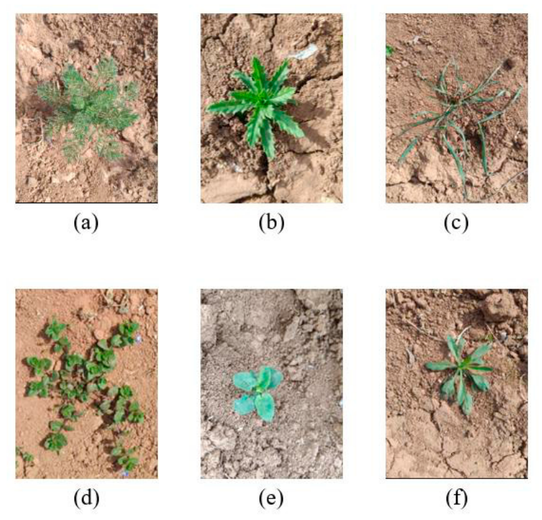 Agronomy 16 01840 g002