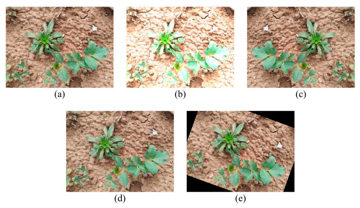 Agronomy 16 01840 g003