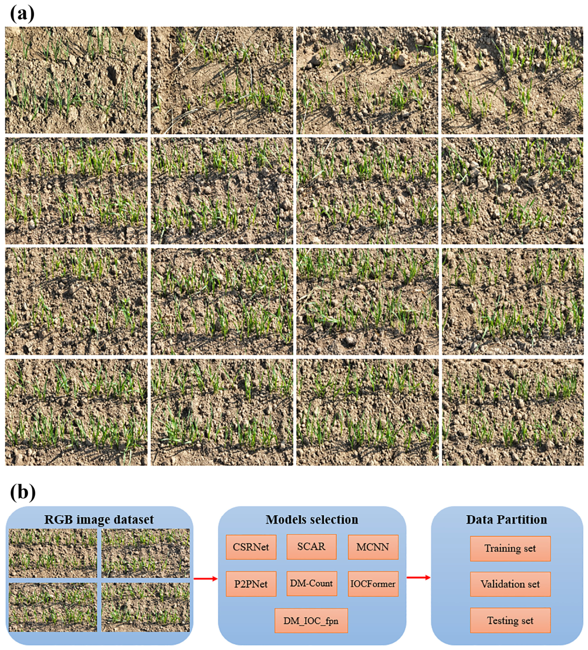 Agronomy 16 01852 g006 Agronomy 16 01852 g006