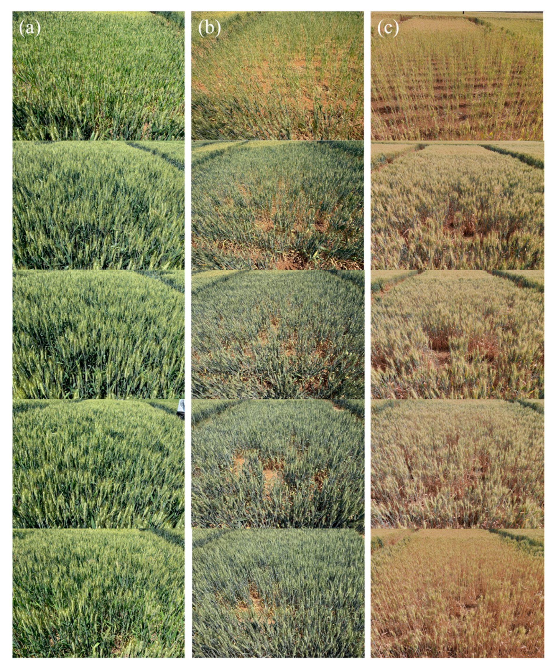 Agronomy 16 01971 g003 Agronomy 16 01971 g003
