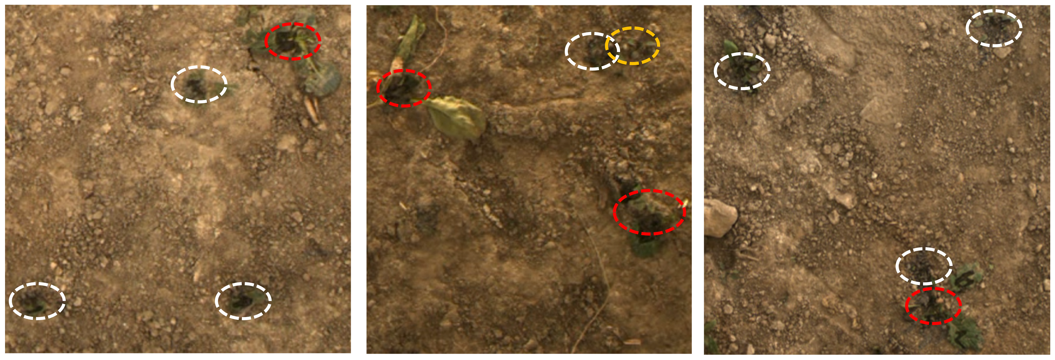 Agronomy 16 02027 g014