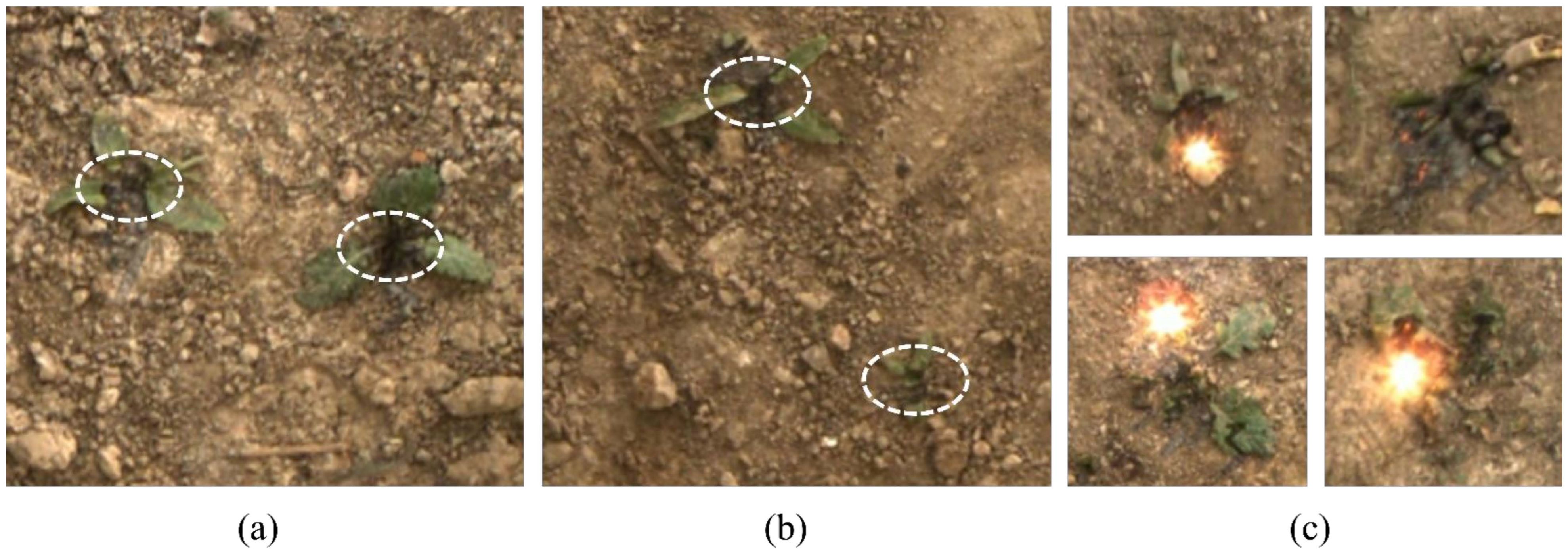 Agronomy 16 02027 g015