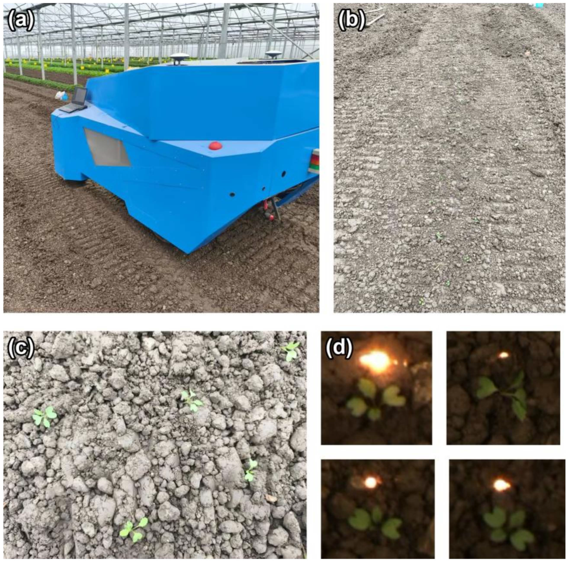Agronomy 16 02027 g017