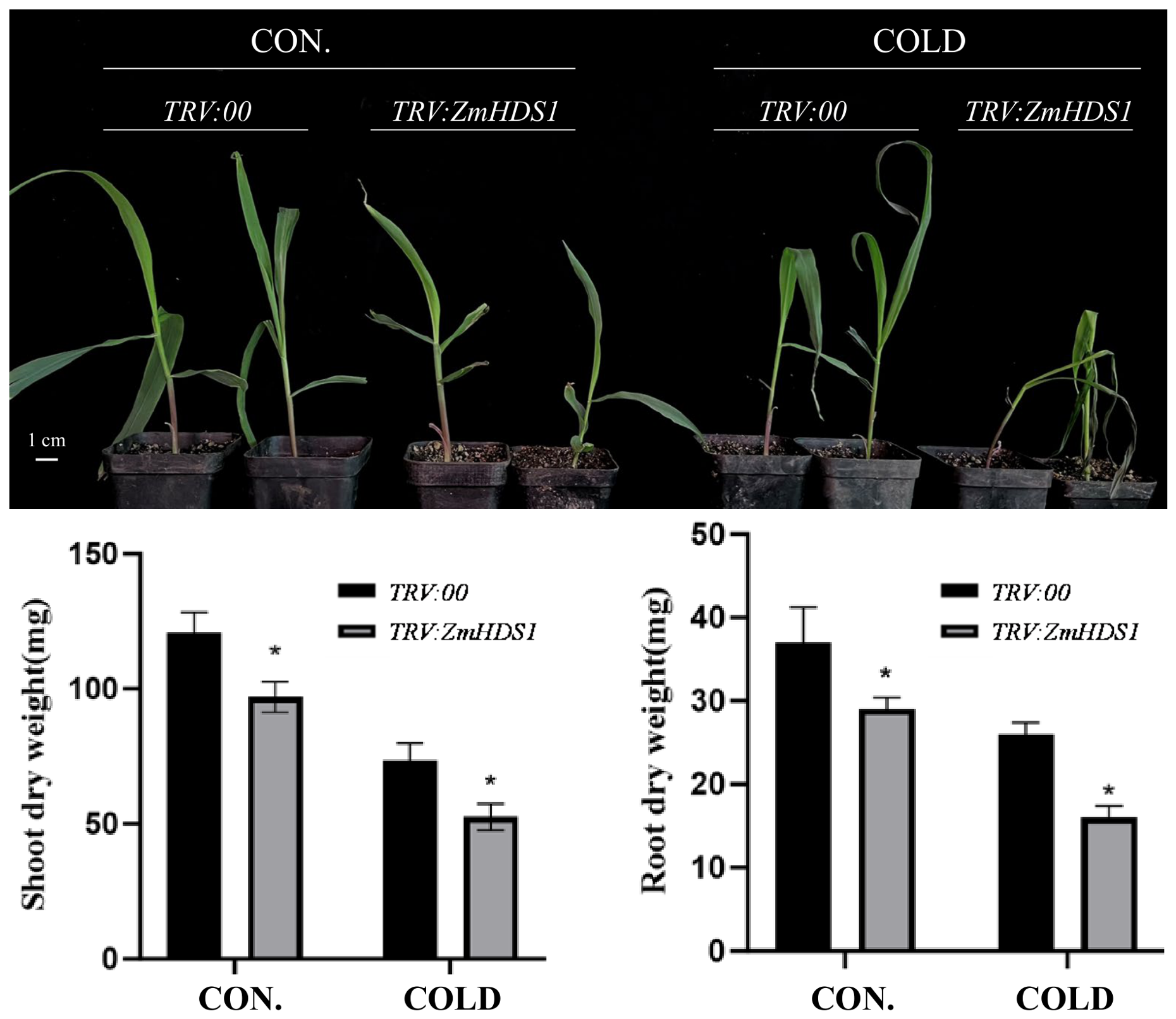 Agronomy 16 02036 g002 Agronomy 16 02036 g002