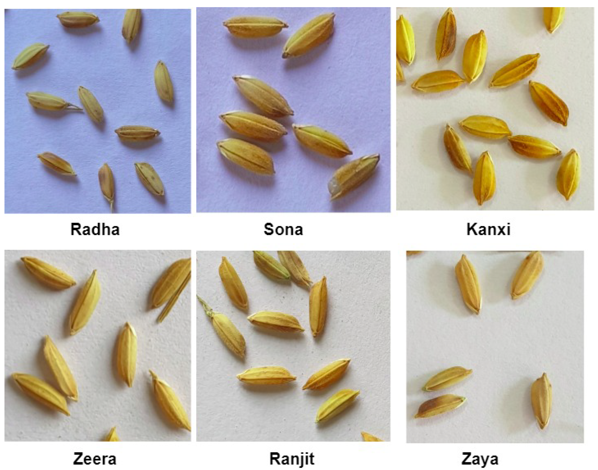 Ai 05 00036 g001 Ai 05 00036 g001