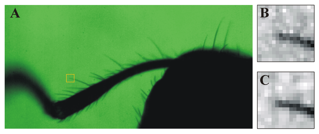 Algorithms 02 00533 g013 1024