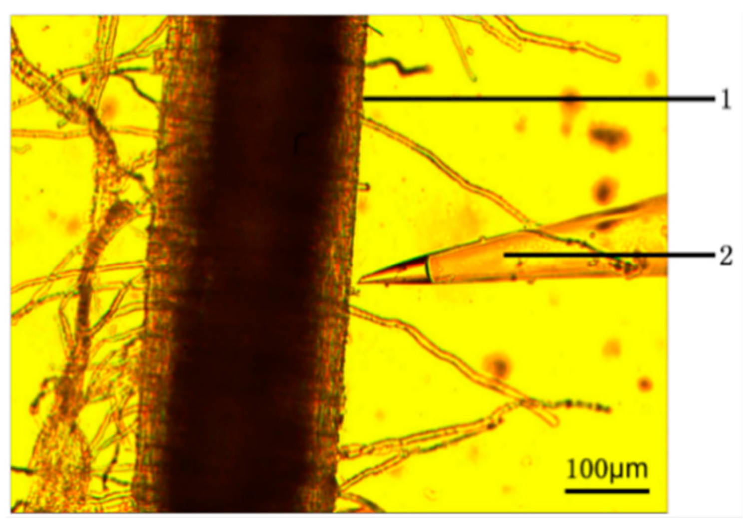 Algorithms 12 00238 g002