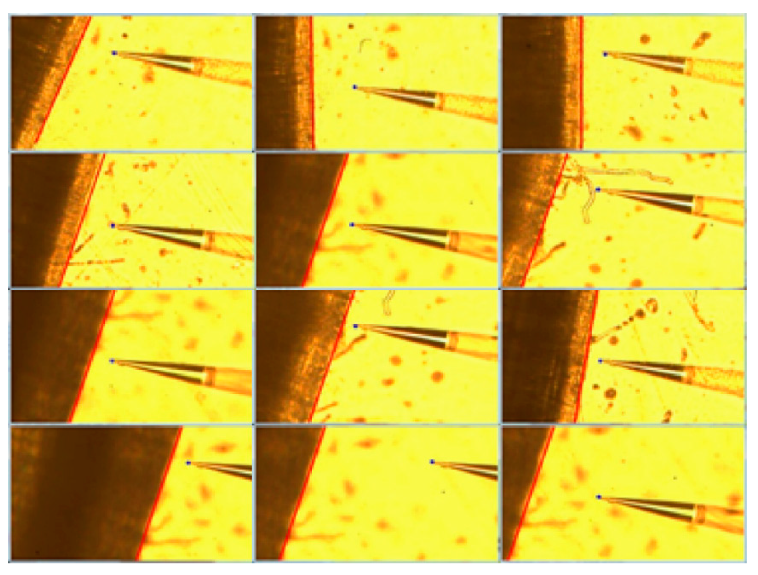 Algorithms 12 00238 g019