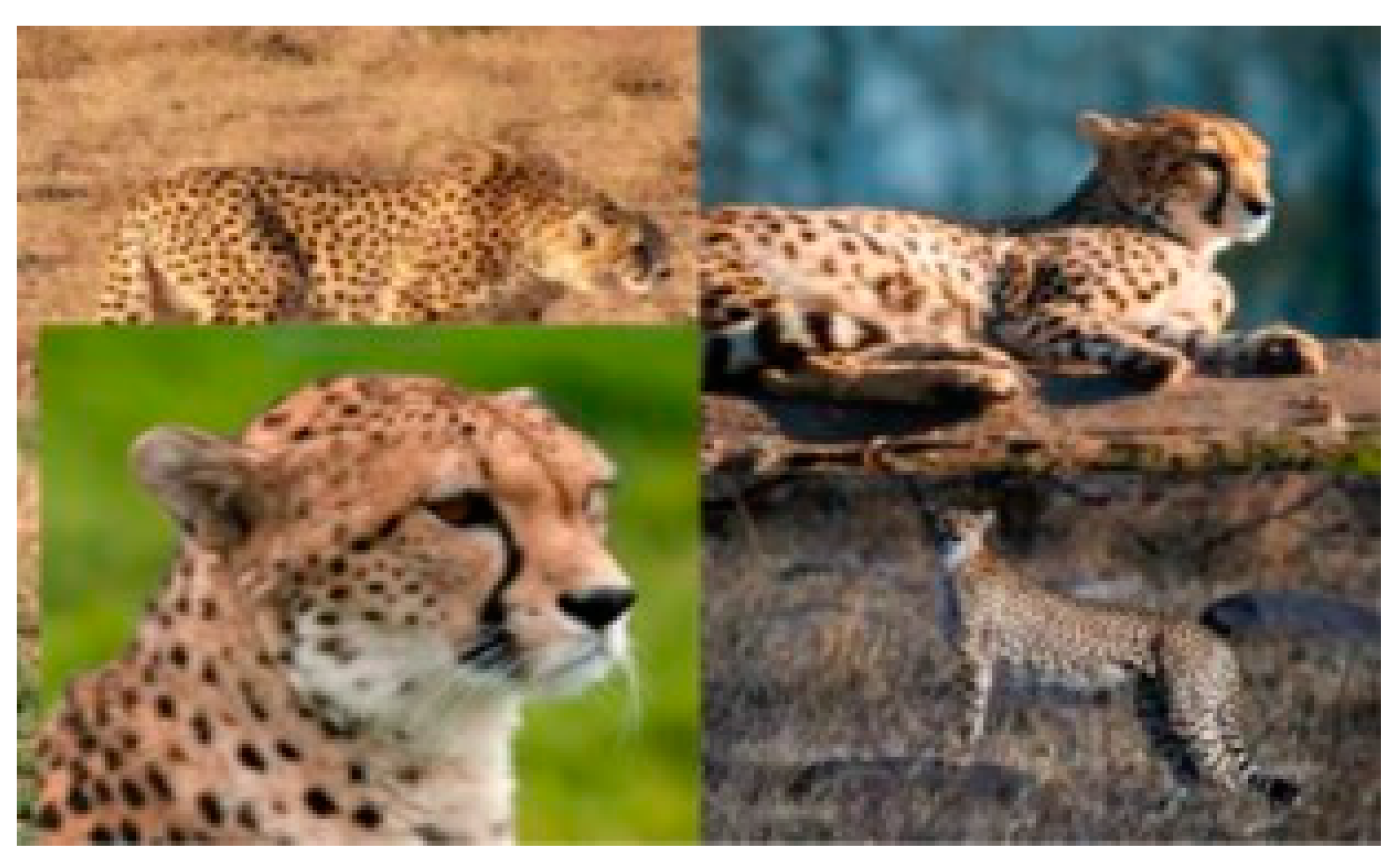 Algorithms 15 00071 g016