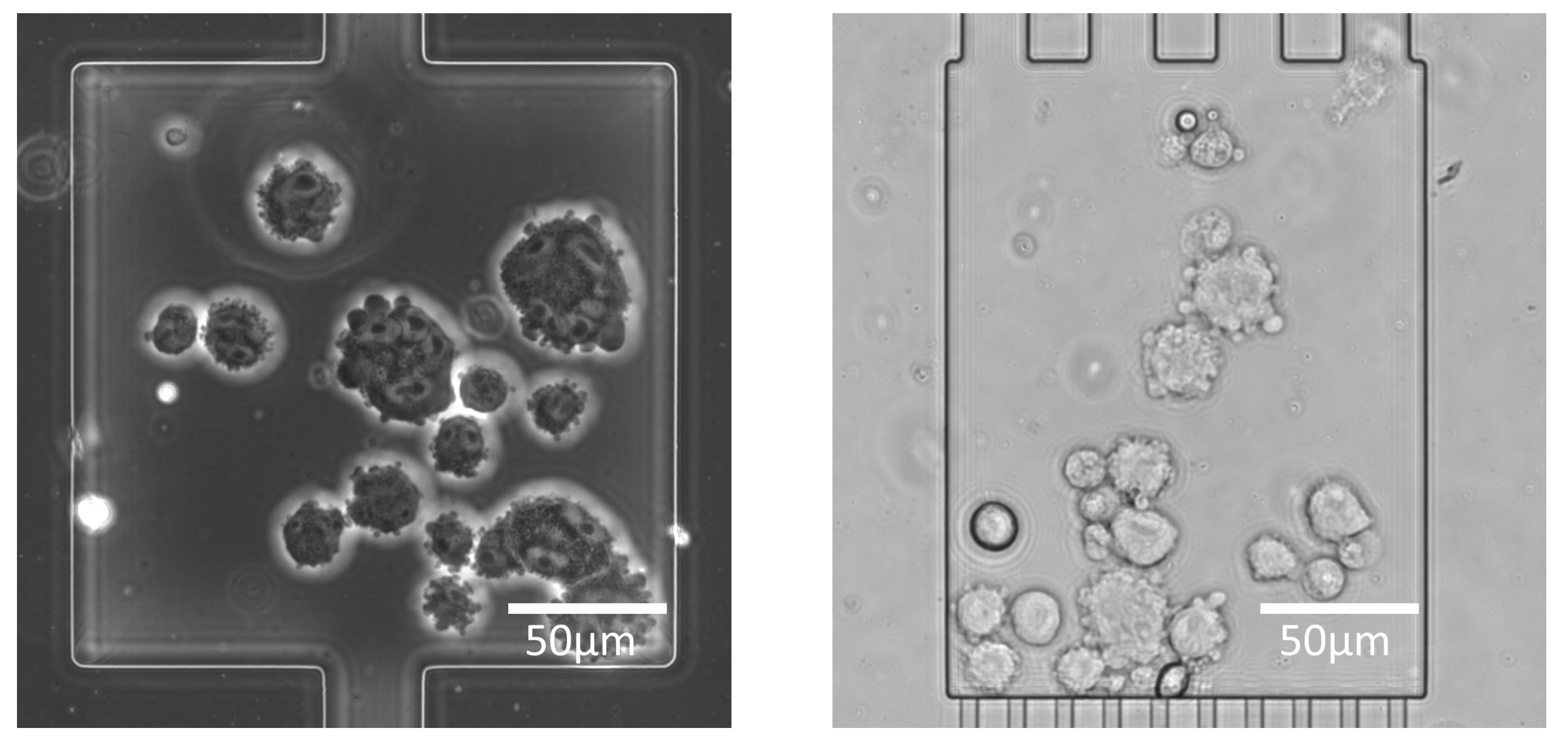 Algorithms 16 00205 g001