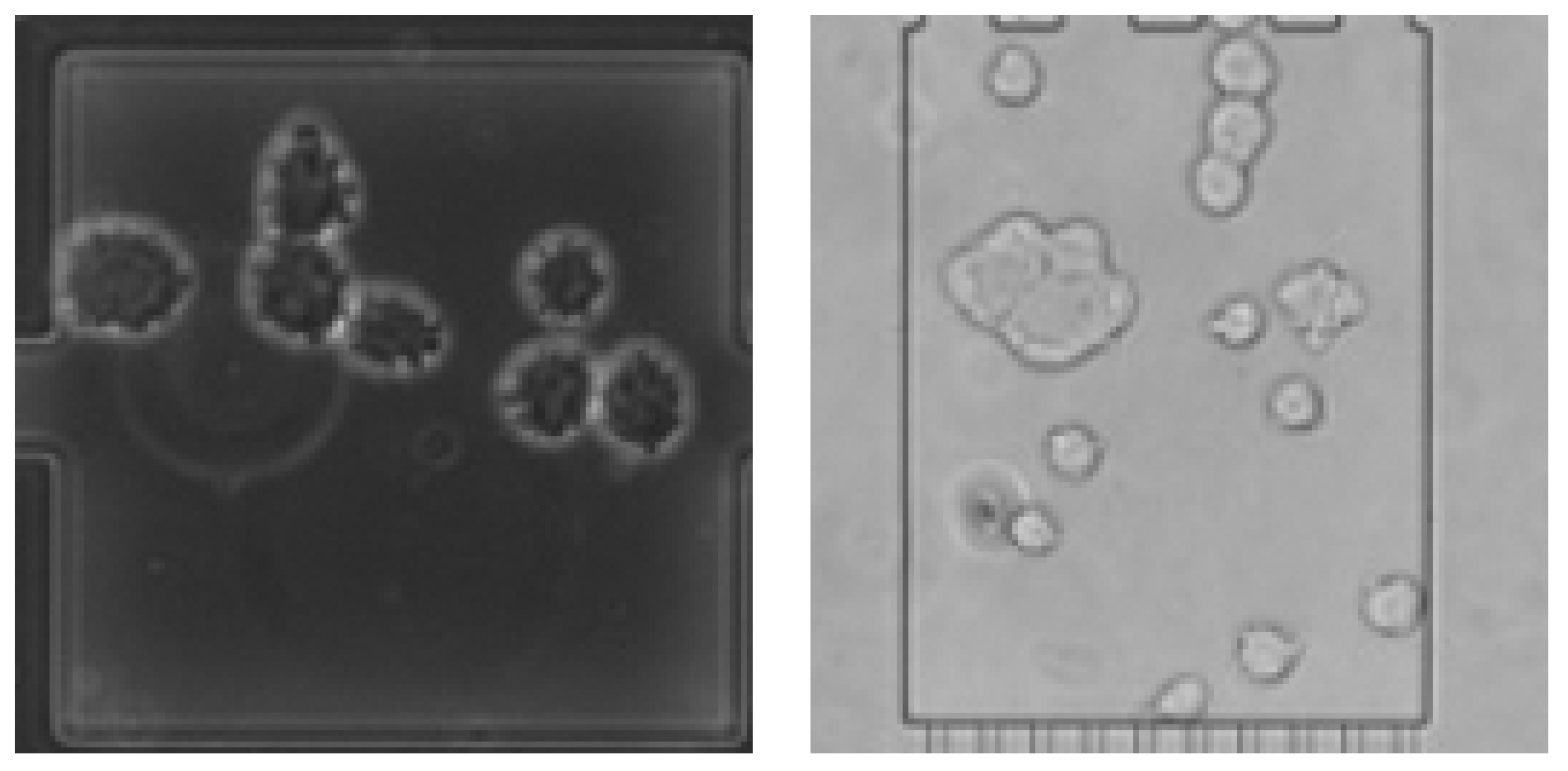 Algorithms 16 00205 g002