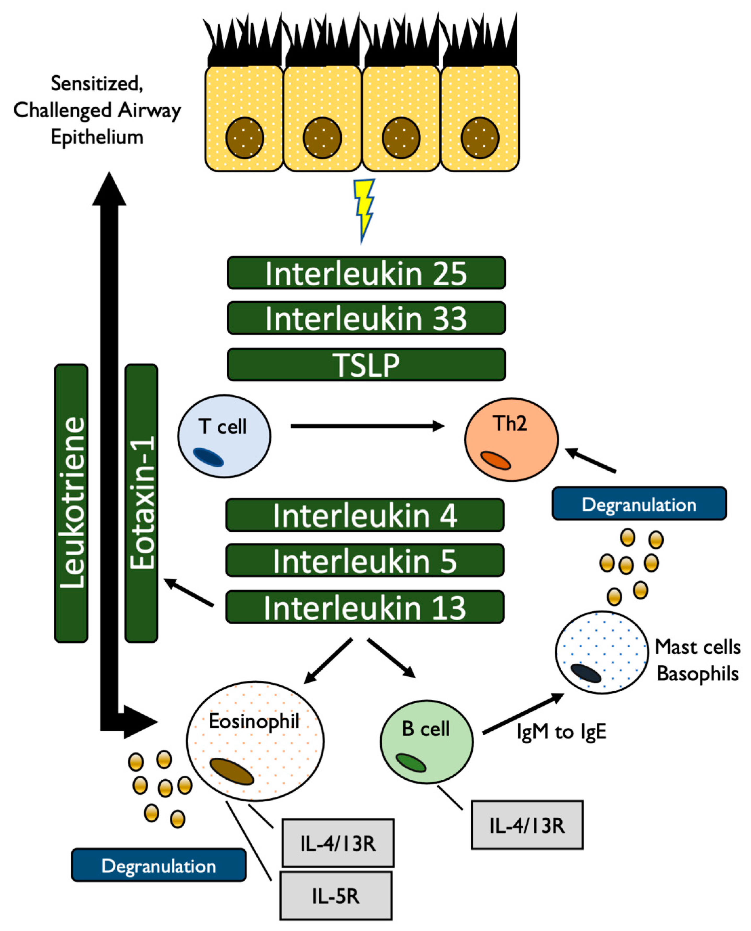 Allergies 01 00007 g001