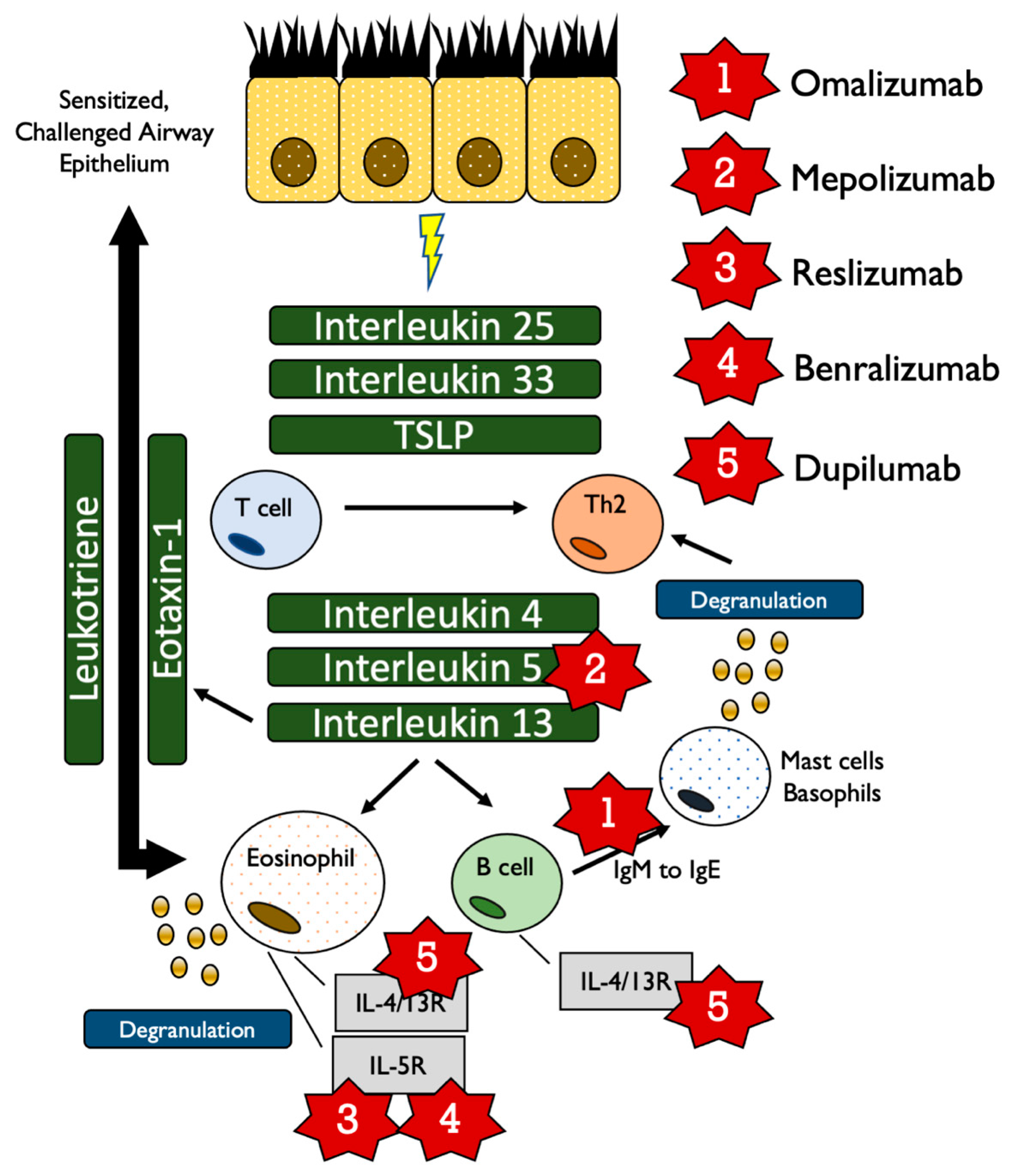 Allergies 01 00007 g002