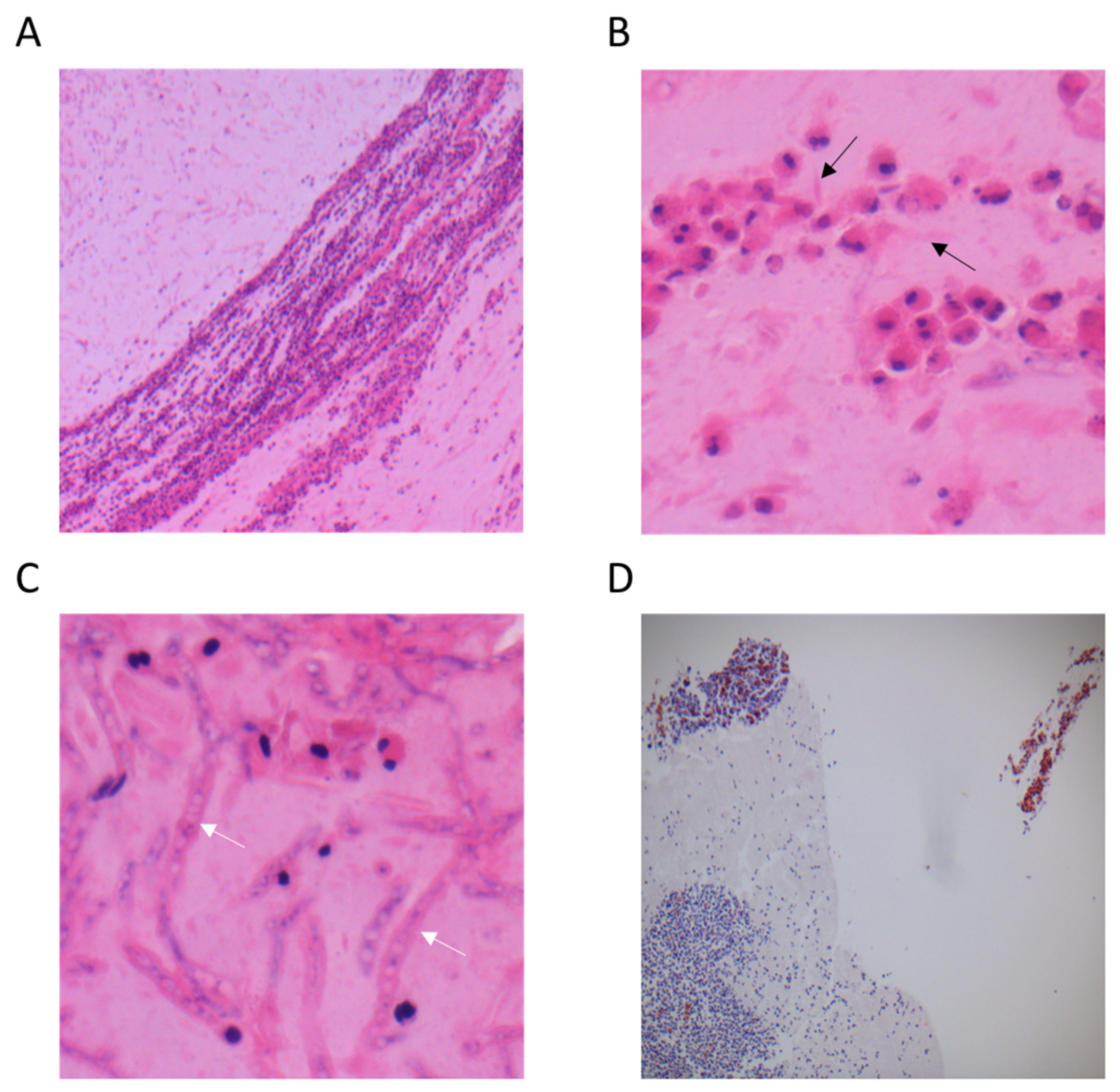 Allergies 02 00012 g001