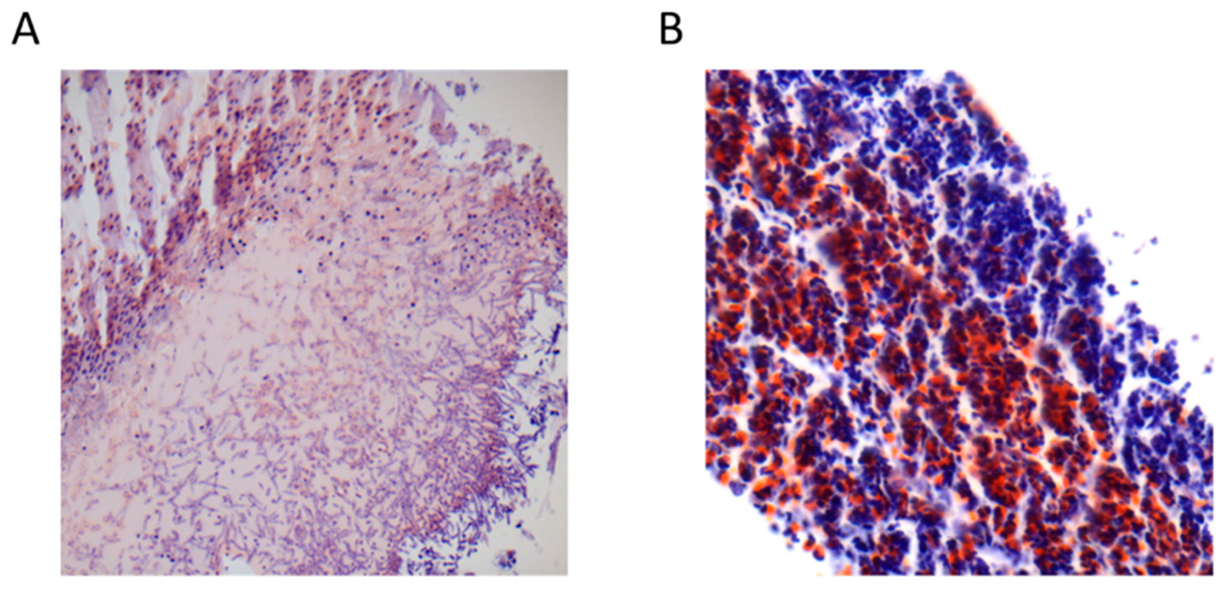Allergies 02 00012 g002