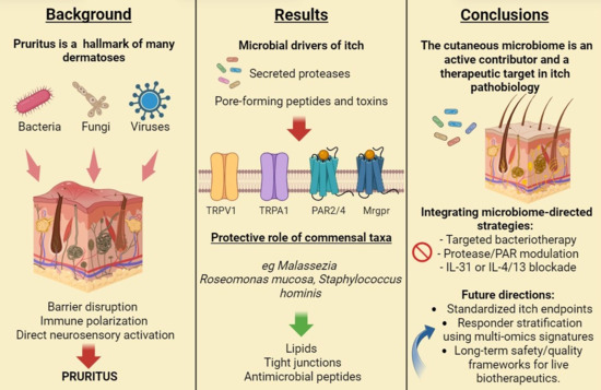 Cutaneous microbiome in pruritus. Staphylococcus aureus—via secreted proteases and pore-forming toxins/peptides—disrupts the skin barrier and fuels the itch–scratch cycle, whereas commensals such as Malassezia spp., Staphylococcus hominis, and Roseomonas mucosa antagonize pathogens, support barrier repair, and dampen pruritus.
