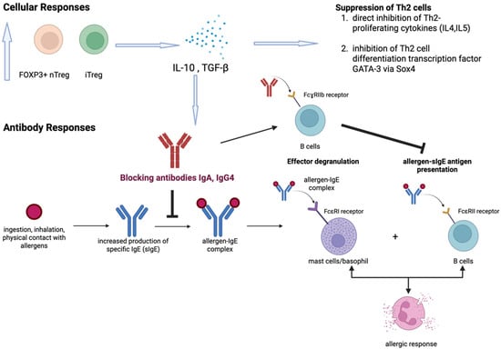 Overview of immune responses in allergen-specific immunotherapy (AIT). The mechanism of AIT involves mainly cellular and antibody responses. The upregulated FOXP3+ nTreg and iTreg lead to increased production of two major cytokines, namely IL-10 and TGF-β, which facilitate the up-regulation of blocking antibodies and suppression of Th2 cells. Blocking antibodies (IgA, IgG4) then alleviate allergic response through (i) prevention of allergen-IgE complex formation and (ii) inhibition of allergen-sIgE antigen presentation through binding FcɣRIIb receptors on B cells.