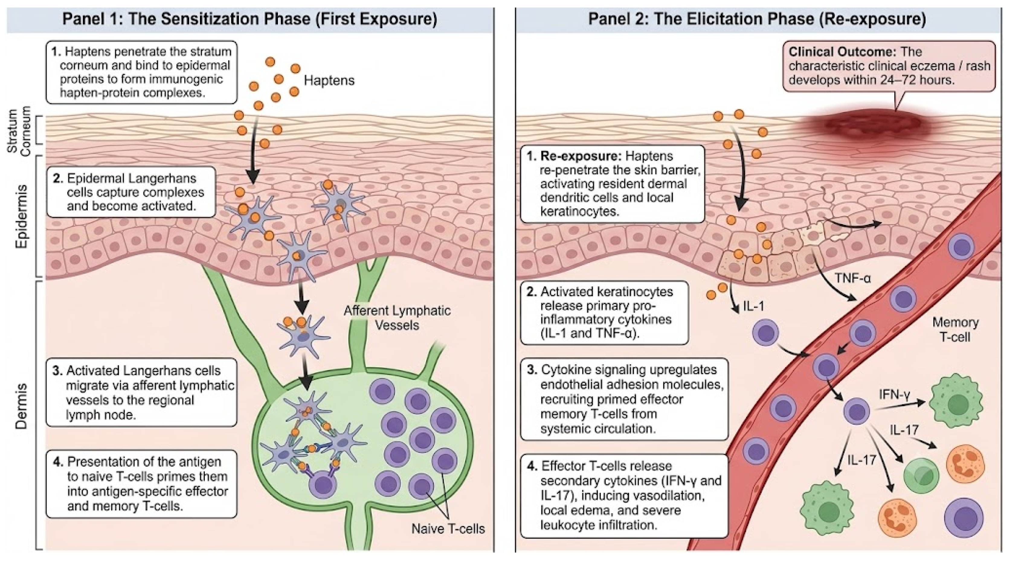 Allergies 06 00032 g001