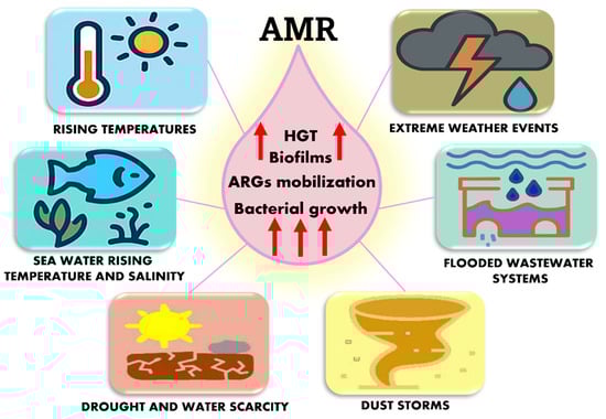 Key climate stressors driving antimicrobial resistance (AMR) in Mediterranean ecosystems. Rising temperature, seawater warming and salinity increase, drought, extreme weather events, Saharan dust storms, and flooded wastewater systems intensify the environmental pressures that promote AMR. These stressors enhance bacterial growth, increase horizontal gene transfer (HGT), stimulate biofilm formation, and mobilize antibiotic resistance genes (ARGs). Upward arrows indicate amplification of these processes under climate-related environmental conditions.