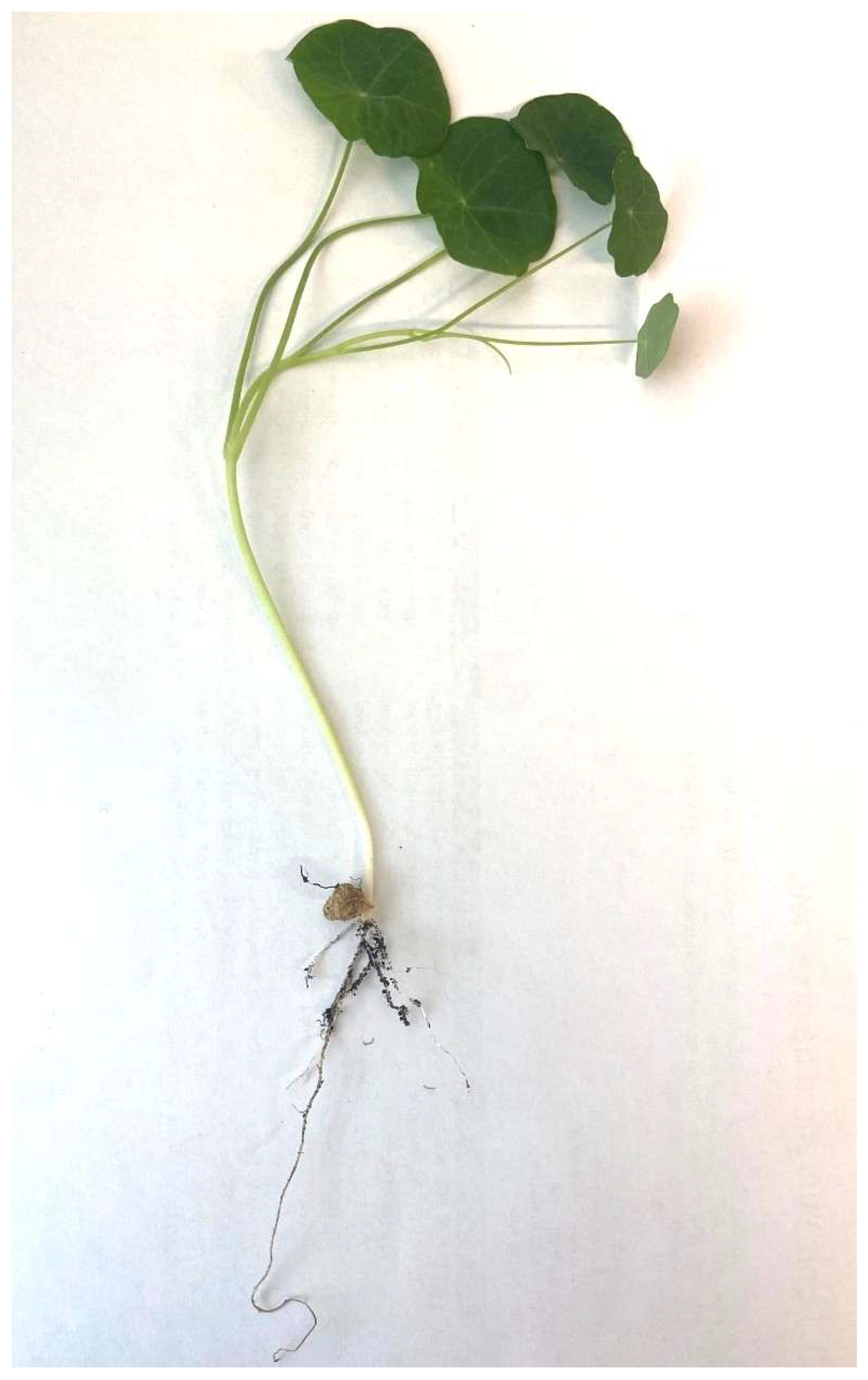 Analytica 06 00014 g001