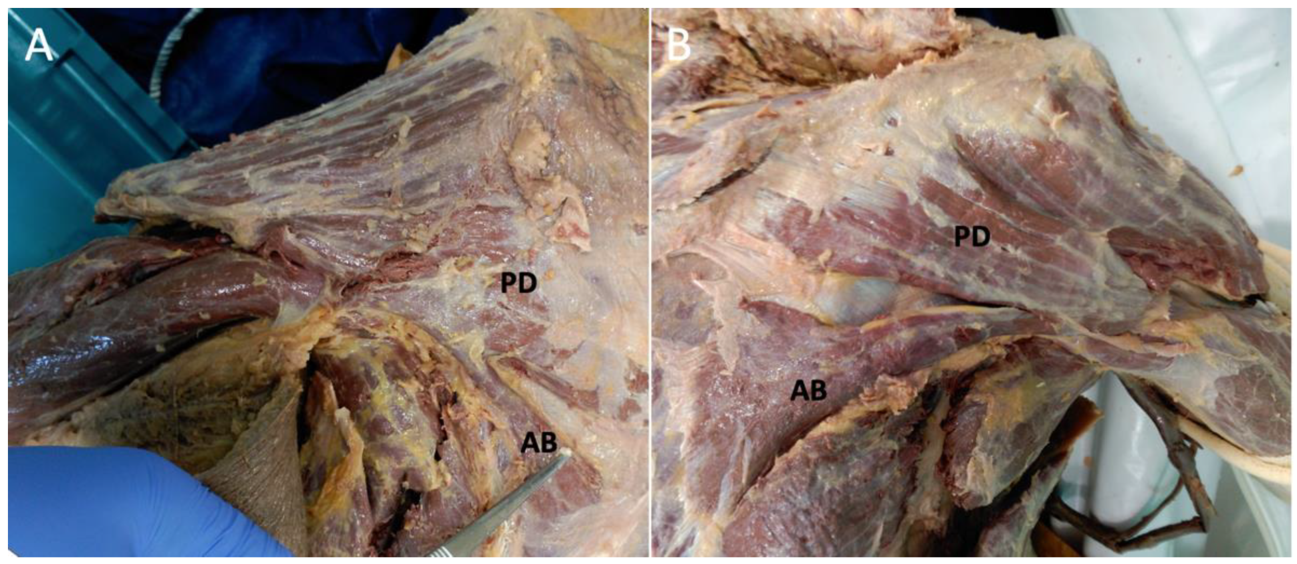 Anatomia 01 00012 g001 Anatomia 01 00012 g001