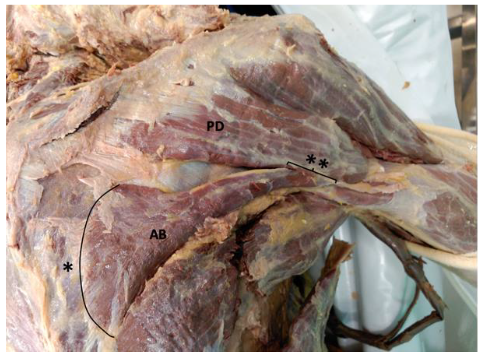 Anatomia 01 00012 g002 Anatomia 01 00012 g002