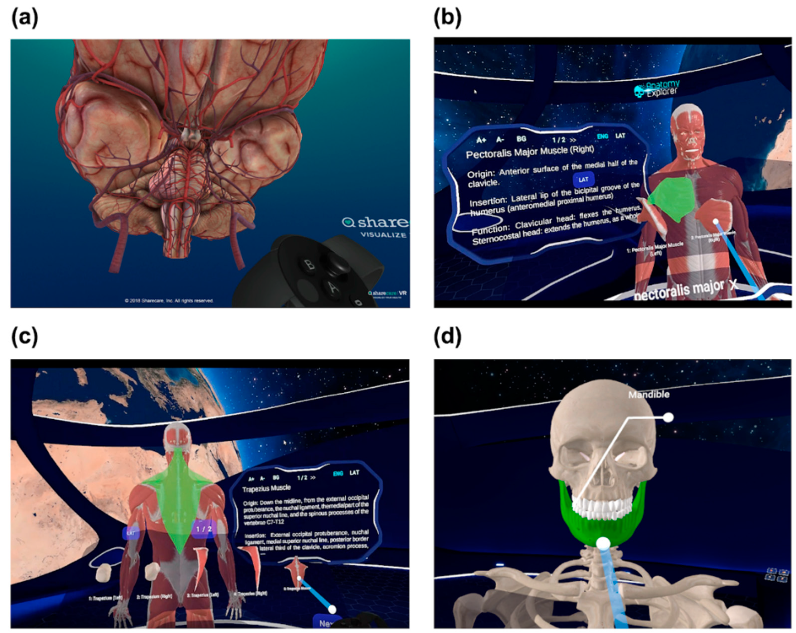 Anatomia 01 00014 g003