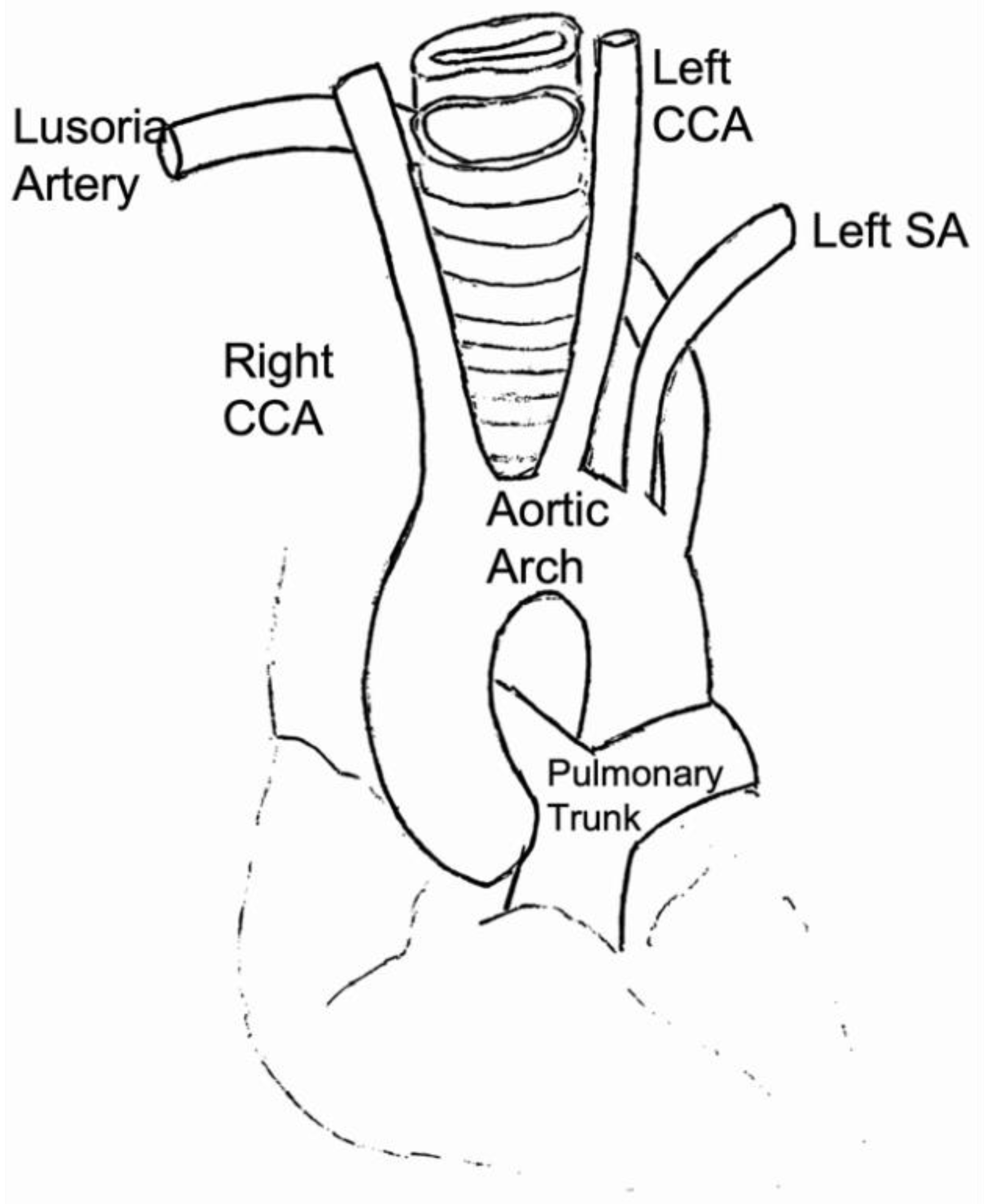Anatomia 01 00016 g001