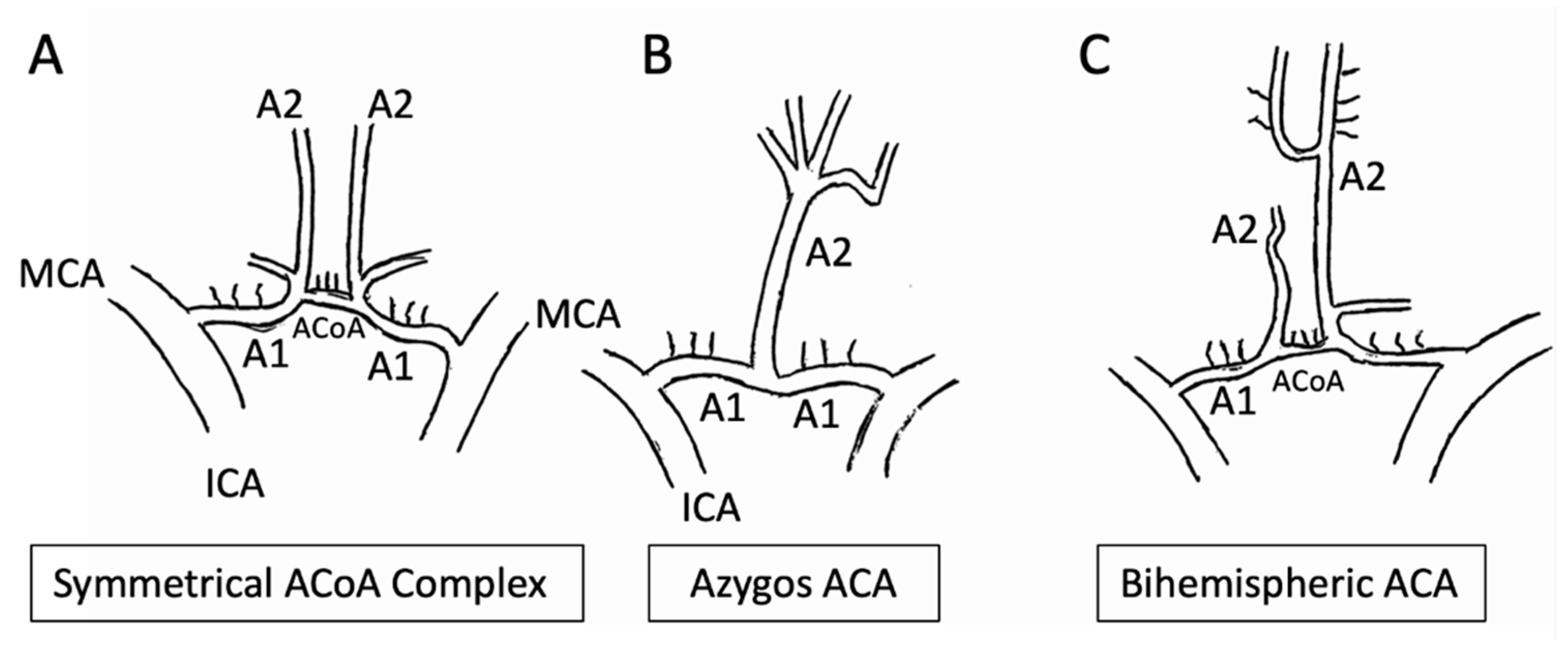 Anatomia 01 00016 g005