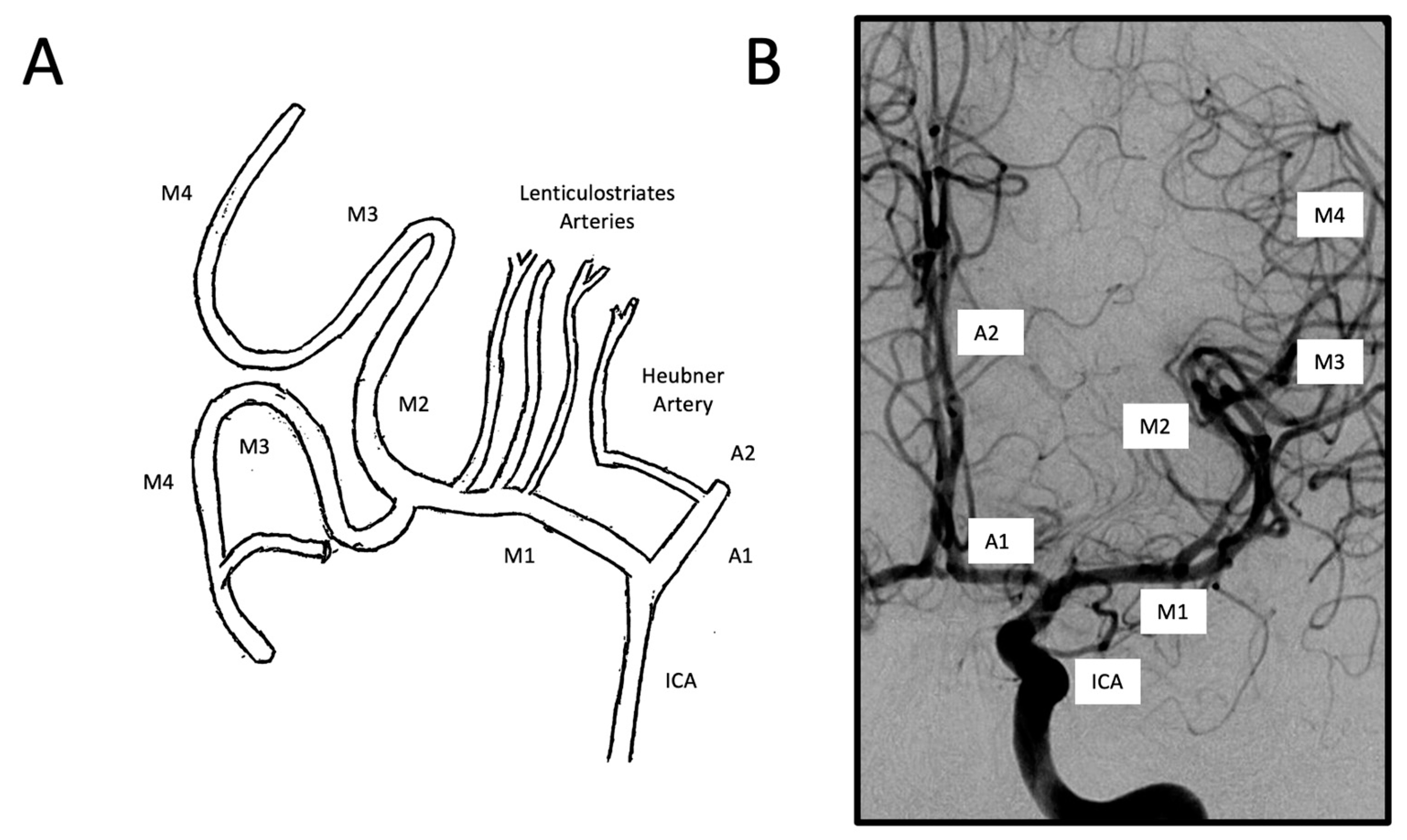 Anatomia 01 00016 g006